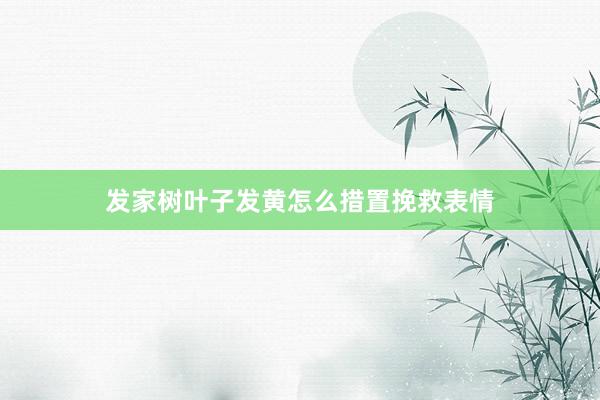 发家树叶子发黄怎么措置挽救表情