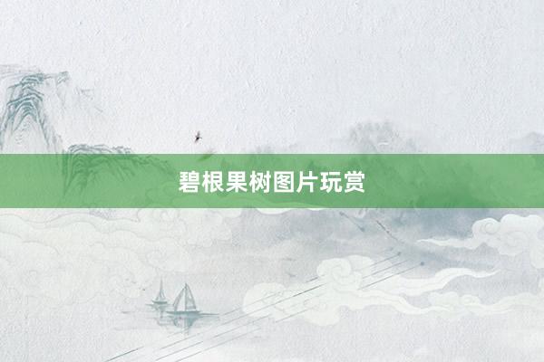 碧根果树图片玩赏